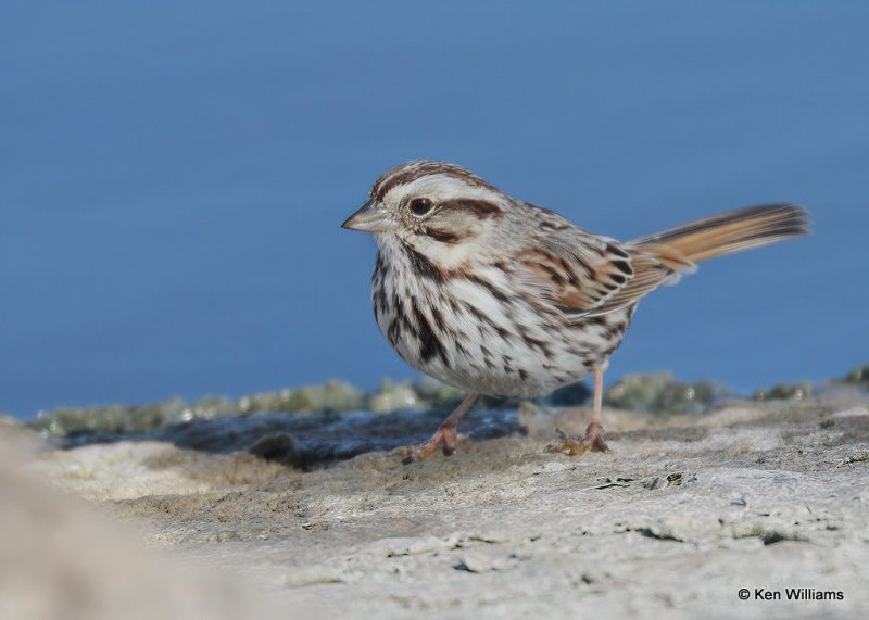 Song Sparrow, Canadian Co, OK, 1-11-21, Jpa_69191.jpg