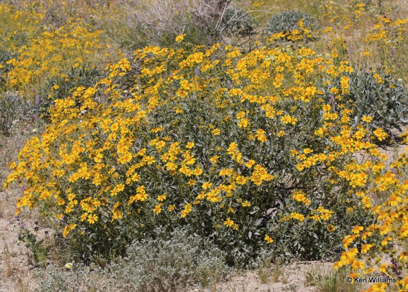 Brittlebush, Encelia farinosa, Joshua Tree National Park, 3-20-17, Ja_33362.jpg