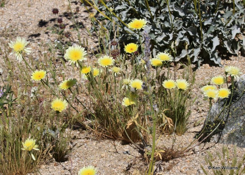 Desert Dandelion, Malacothrix glabrata, Joshua Tree National Park, 3-20-17, Ja_33361.jpg