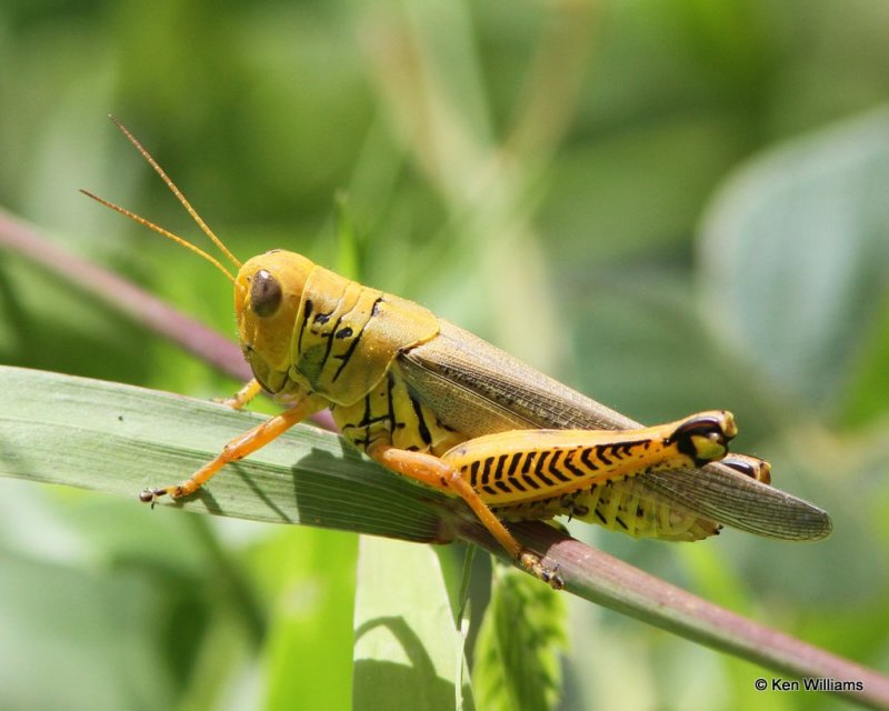 Differential grasshopper, Melanoplus differentialis, Tishomingo National Fish Hatchery, Johnston Co, OK, 7-18-13, J_016844.jpg