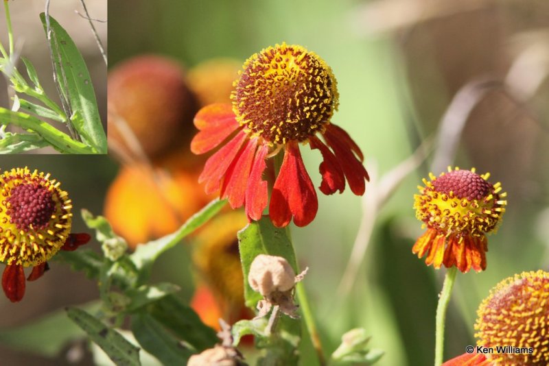 Fragrant Gaillardia, Gaillardia suavis, Pushmataha WMA Pushmataha Co, OK, 6-26-13, Ja2_014481.jpg