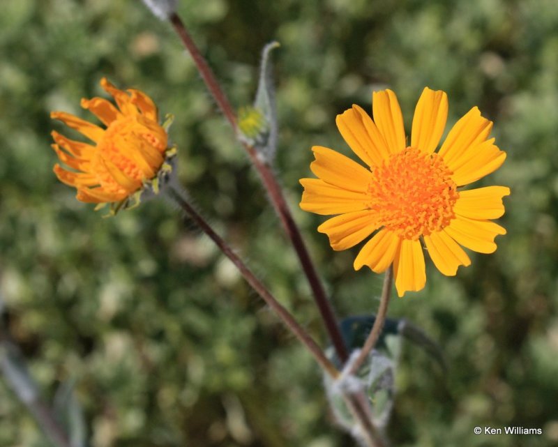 Hairy Desert Sunflower, Geraea canescens, Anza Borrego Desert State Park, CA, 3-20-17, Ja_33409.jpg