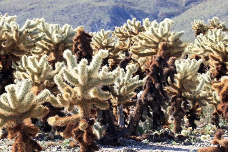 Joshua Tree Cholla Cactus, Joshua Tree National Park, 3-20-17, Ja_33332.jpg