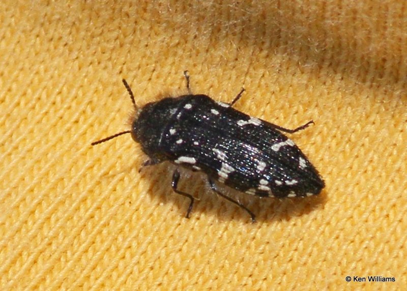 Metallic Bood-boring Beetle, Acmaeodera ornatoides, Lake Bixhoma, Wagoner Co, OK, 4-4-12, Ja_0285.jpg