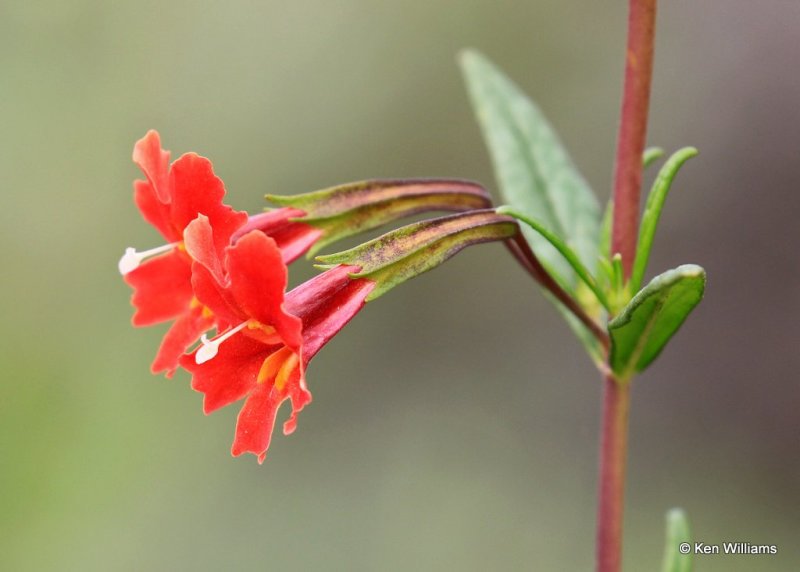 Monkeyflower, Mimulus aurantiacus , Torrey Pines Reserve, CA, 3-22-17, Ja_34291.jpg