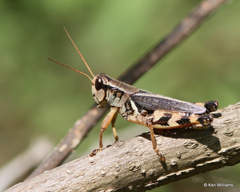 Thistle Grasshopper,, Pushmataha WMA Pushmataha Co, OK, 6-26-13, Ja_013797.jpg