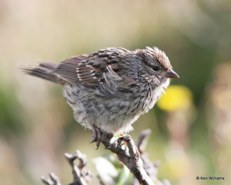 White-crowned Sparrow  juvenile- Interior West adult, Rocky Mt NP, Colorado, 8-6-13, Ja_37439.jpg