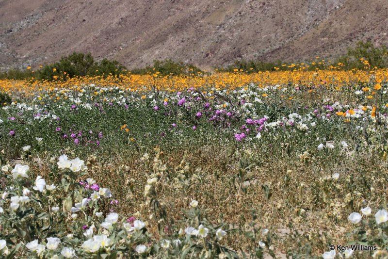 Wild Flower Bloom, Anza Borrego Desert State Park, CA, 3-20-17, Ja_33404.jpg