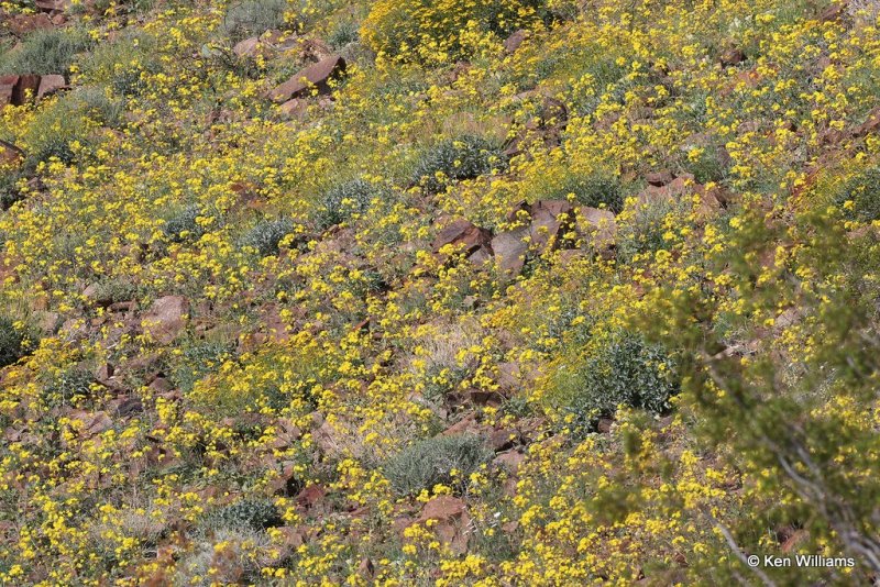 Wild Flower Bloom, Joshua Tree National Park, 3-20-17, Ja_33261.jpg