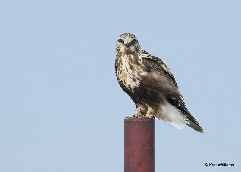 Rough-legged Hawk female, Osage Co, OK, 2-5-21, Jpa_70912.jpg