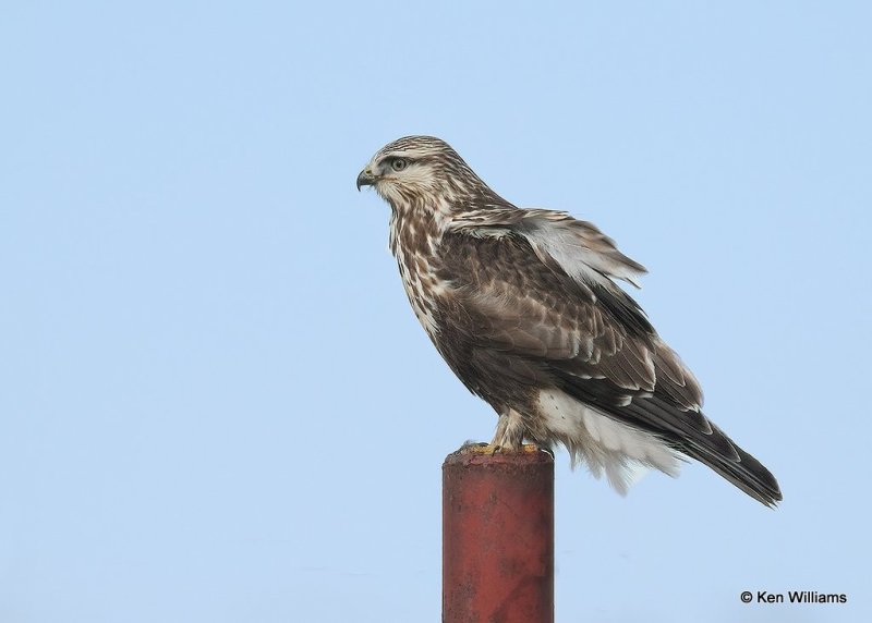 Rough-legged Hawk female, Osage Co, OK, 2-5-21, Jpa_70924.jpg