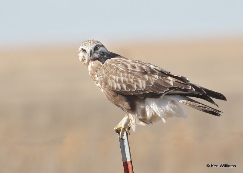 Rough-legged Hawk female, Osage Co, OK, 2-5-21, Jps_70779.jpg