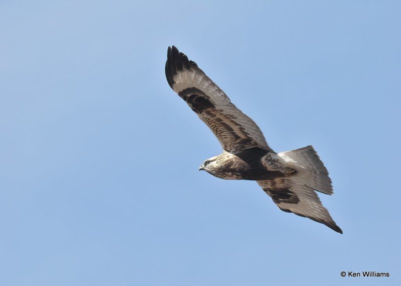 Rough-legged Hawk female, Osage Co, OK, 2-5-21, Jps_70864.jpg