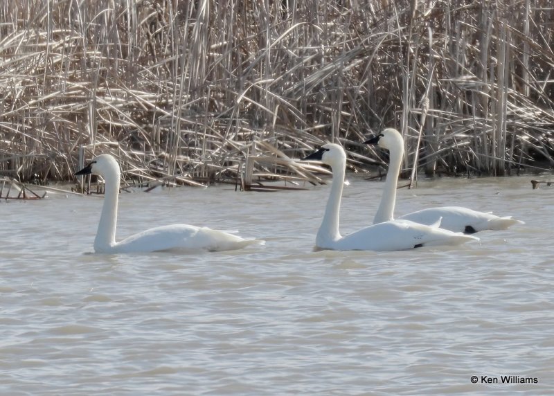 Tundra Swans, Osage Co, OK, 2-5-21, Jps_70521.jpg