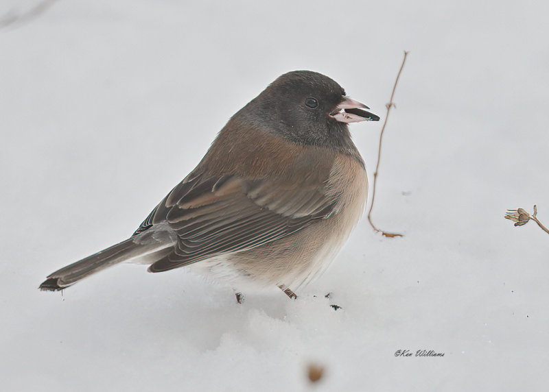 Dark-eyed Junco, Pink-sided subspecies, Rogers Co yard, OK, 2-17-21, Ja_71855.jpg