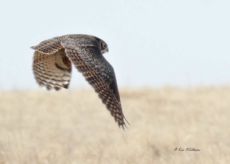 Great Horned Owl, Osage Co, OK, 2-5-21, Jpa_70468.jpg