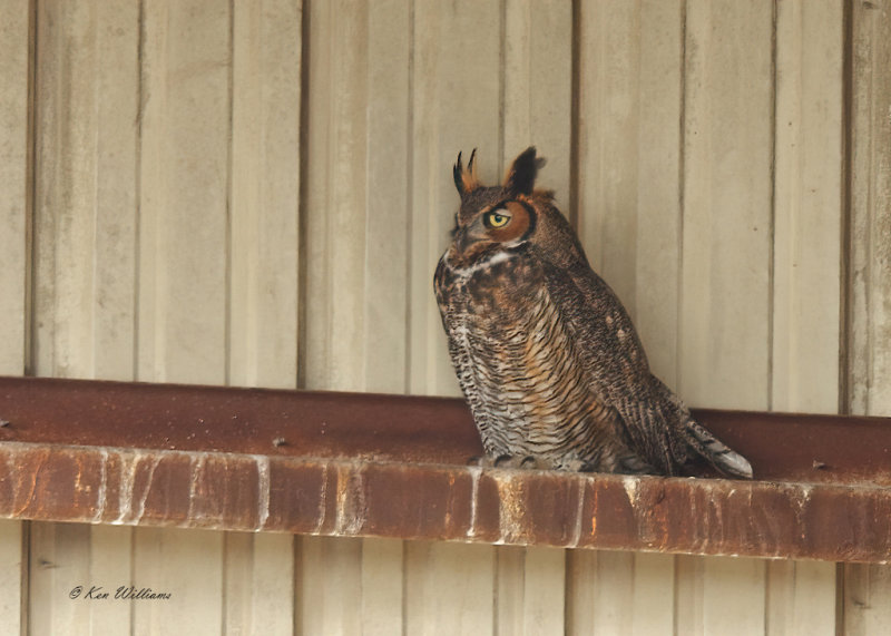 Great Horned Owl, Osage Co, OK, 2-5-21, Jps_70453.jpg