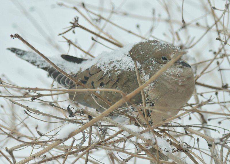 Morning Dove Rogers Co yard, OK, 2-15-21, Jpa_71293.jpg