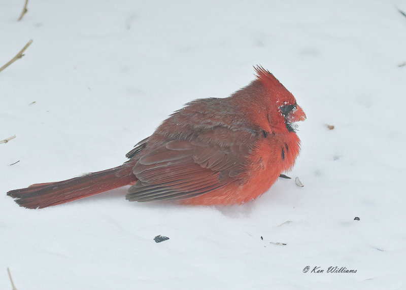 Northern Cardinal male, Rogers Co yard, OK, 2-15-21, Ja_71255.jpg