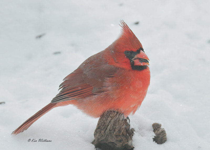 Northern Cardinal male, Rogers Co yard, OK, 2-15-21, Jpa_71411.jpg