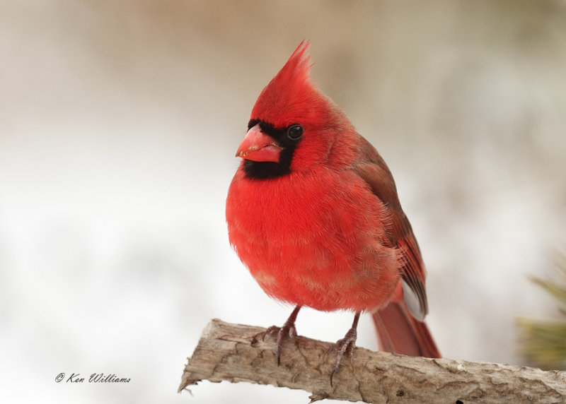 Northern Cardinal male, Rogers Co yard, OK, 2-17-21, Ja_71822.jpg
