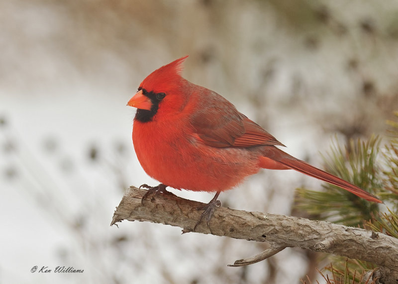 Northern Cardinal male, Rogers Co yard, OK, 2-17-21, Ja_71882.jpg