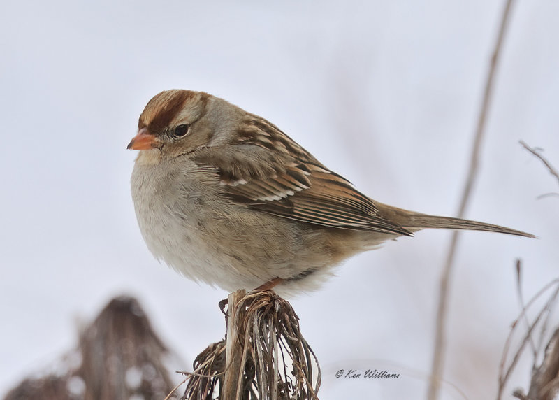 White-crowned Sparrow juvenile, Rogers Co yard, OK, 2-17-21, Ja_71879.jpg