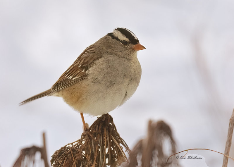 White-crowned Sparrow, Rogers Co yard, OK, 2-17-21, Ja_71718.jpg