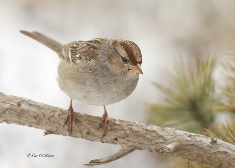 White-crowned Sparrow, Rogers Co yard, OK, 2-17-21, Ja_71737.jpg