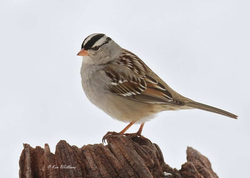 White-crowned Sparrow, Rogers Co yard, OK, 2-17-21, Ja_71901.jpg