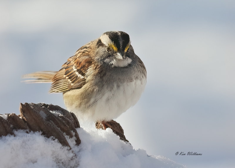 White-throated Sparrow, Rogers Co yard, OK, 2-17-21, Jpa_71588.jpg