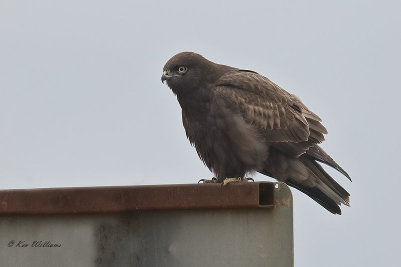 Rough-legged Hawk dark phase, Osage Co, OK,  2-26-2021-Ra-000758.jpg