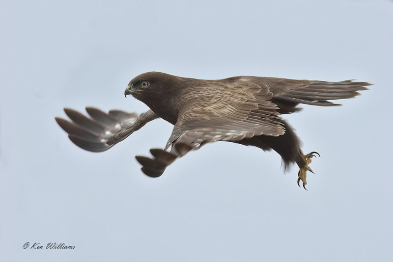 Rough-legged Hawk dark phase, Osage Co, OK, 2-26-2021-Ra- 000809.jpg