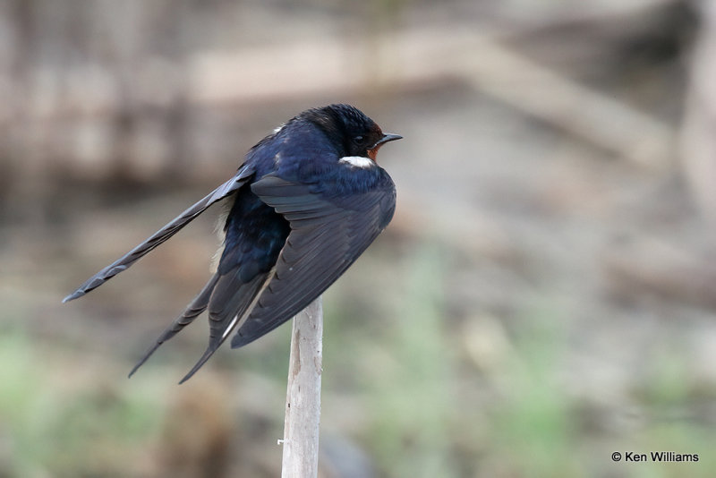 Barn Swallow, South Padre Island, TX, 4-22-21_16710pa.jpg
