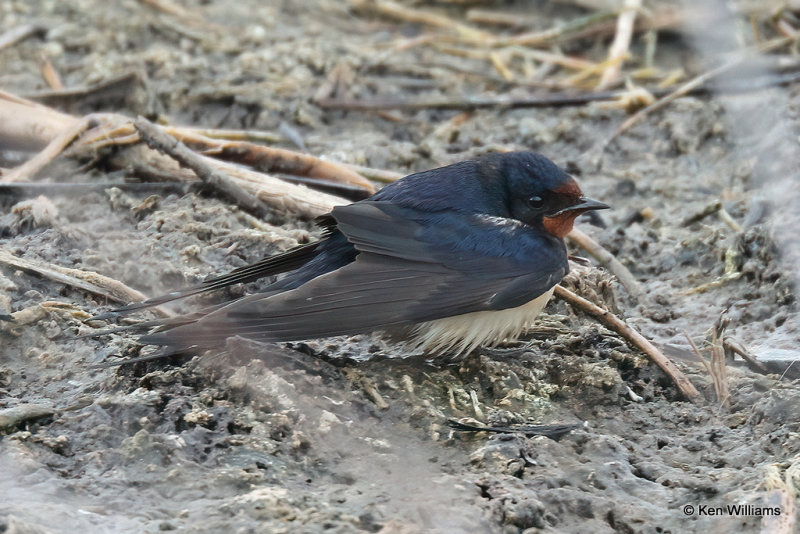 Barn Swallow, South Padre Island, TX, 4-22-21_16719pa.jpg