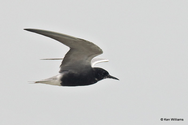 Black Tern breeding plumage, Bolivar Flats, TX, 4-29-21_21660pa.jpg
