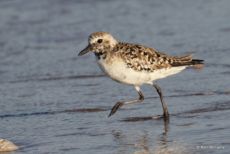 Black-bellied Plover changing into breeding plumage, South Padre Island, TX, 4-20-21_14237pa.jpg