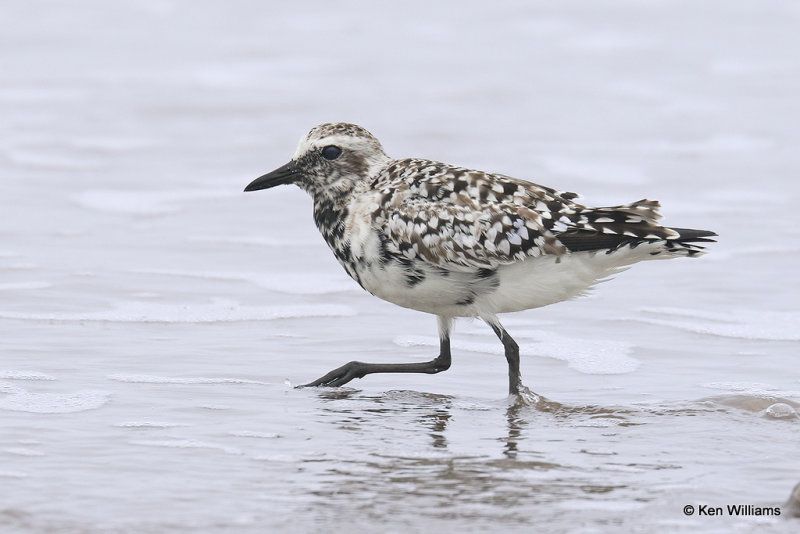 Black-bellied Plover changing into breeding plumager, Bolivar Flats, TX, 4-29-21_21817pa.jpg