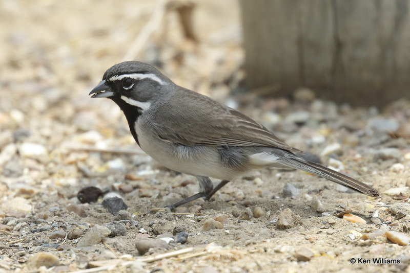 Black-throated Sparrow, Falcon SP, TX, 4-26-21_19011pa.jpg