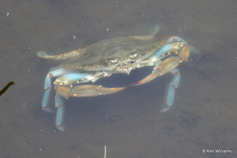 Blue Crab, South Padre Island, TX, 4-23-21_16831pa.jpg