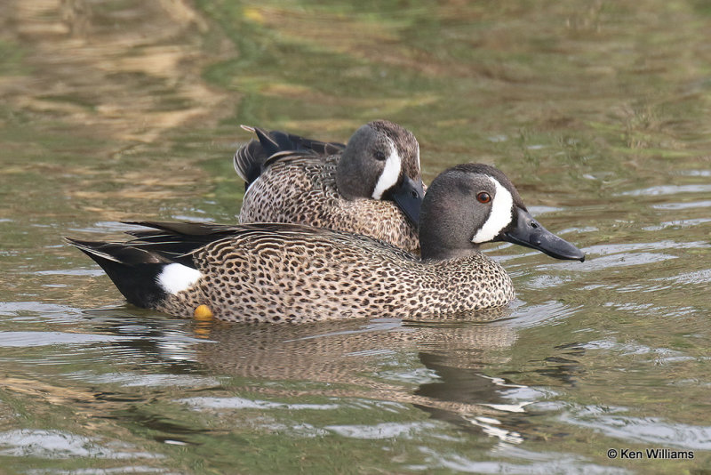 Blue-winged Teal males, South Padre Island, TX, 4-23-21_17648pa.jpg