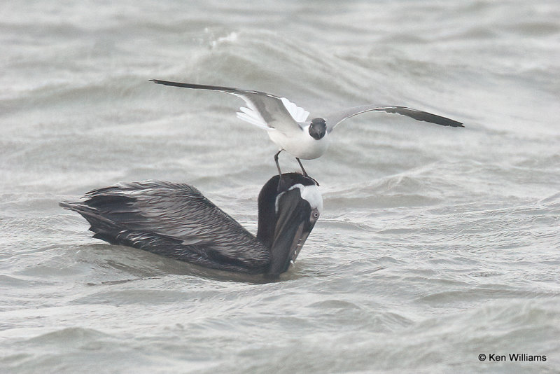 Brown Pelican with persistant Laughing Gull, Quintana jetty, TX, 4-28-21_21192pa.jpg