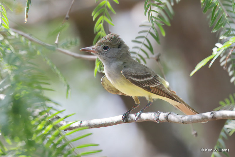 Brown-creasted Flycatcher