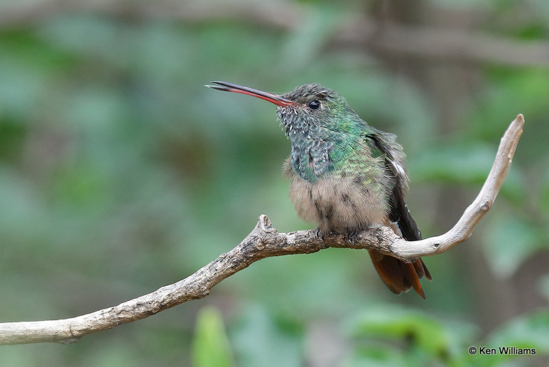 Buff-bellied Hummingbird, Estero Llano Grande SP, TX, 4-18-21_10232pa.jpg