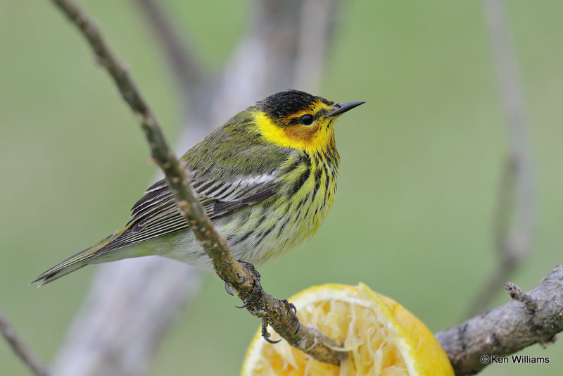Cape May Warbler male, South Padre Island, TX, 4-19-21_12237pa.jpg