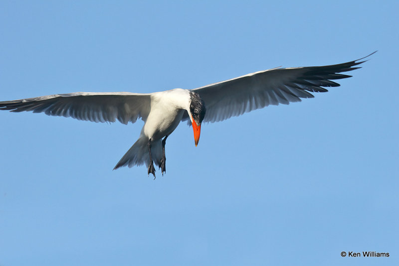 Caspian Tern, South Padre Island, TX, 4-21-21_15034pa.jpg