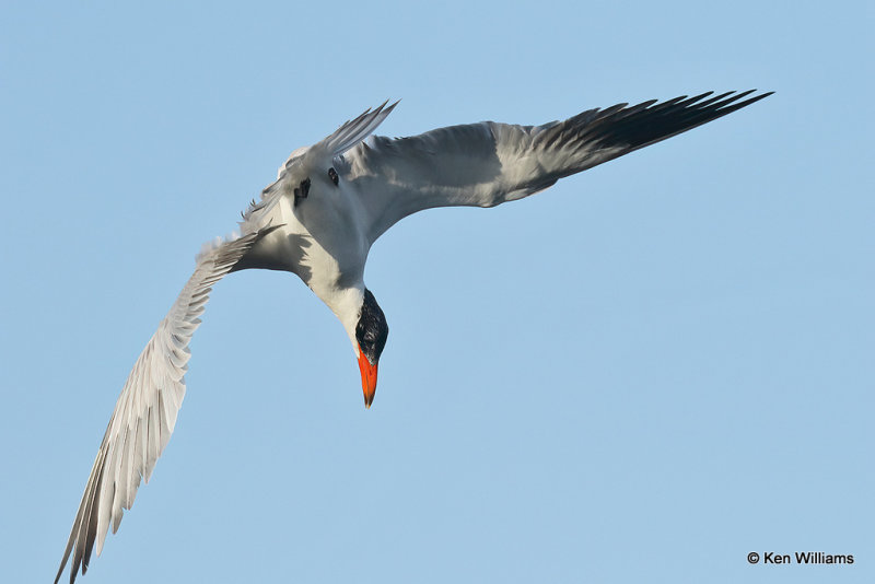 Caspian Tern, South Padre Island, TX, 4-21-21_15037pa.jpg