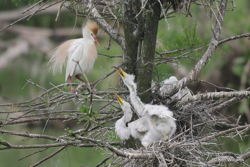 Cattle Egret & Great Egret chicks, High Island, TX, 4-29-21_21943pa.jpg