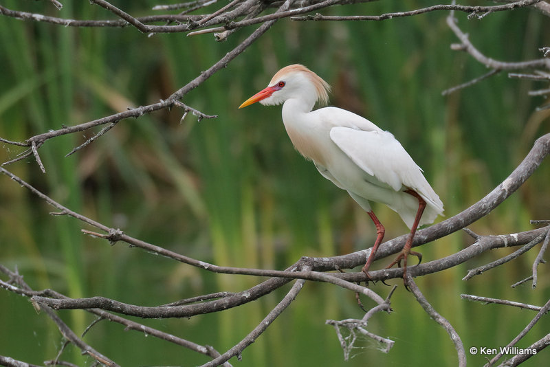 Cattle Egret breeding plumage, High Island, TX, 4-29-21_22000pa.jpg
