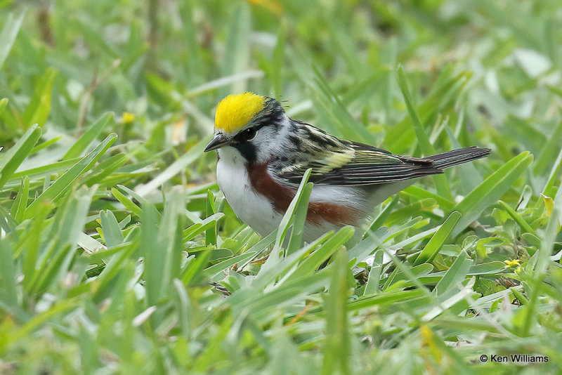 Chestnut-sided Warbler male, South Padre Island, TX, 4-21-21_14695pa.jpg